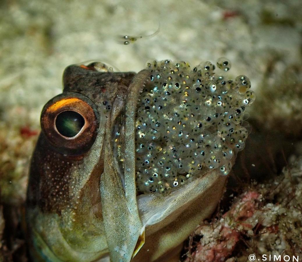 K2 Lembeh Dive Resort Bitung Exteriér fotografie