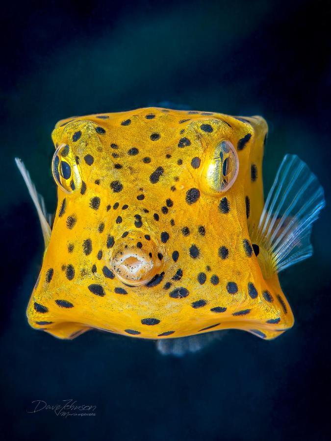 K2 Lembeh Dive Resort Bitung Exteriér fotografie