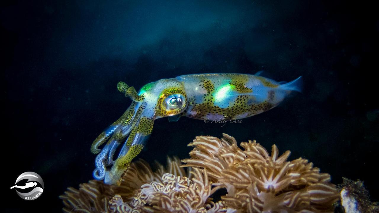K2 Lembeh Dive Resort Bitung Exteriér fotografie
